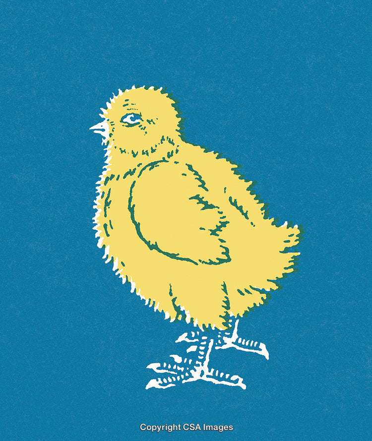 Illustrated Yellow Chick on Blue Background in Artistic Style