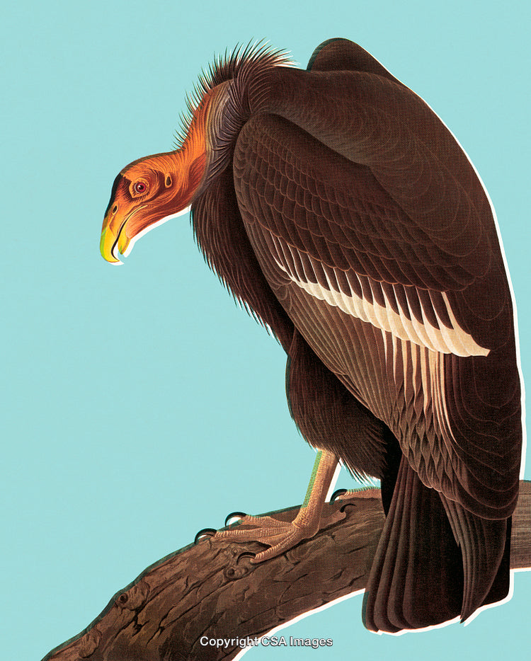 Detailed Illustration of a California Condor Perched on a Branch in Natural Pose