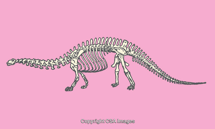 Dinosaur Skeleton Illustration with Pink Background in Line Art Style