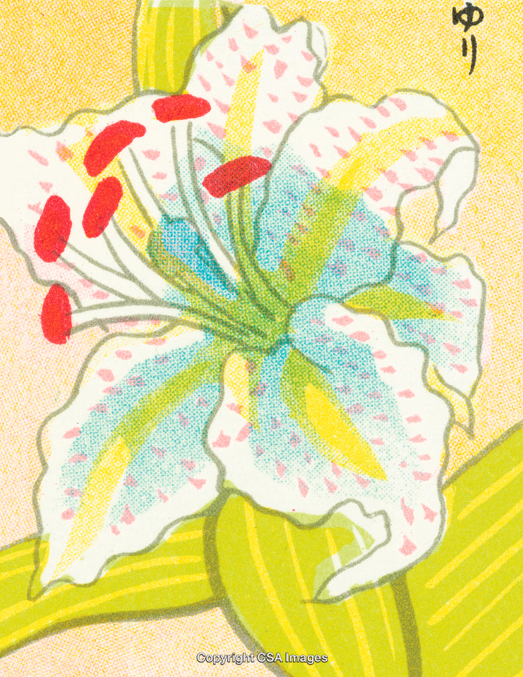 Illustrated White Lily Flower with Yellow and Pink Details in a Retro Style