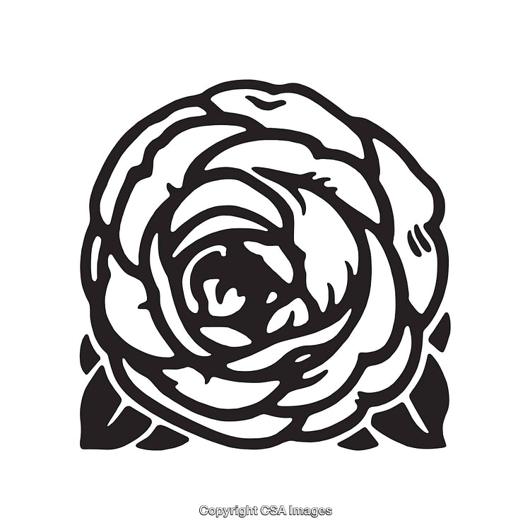 Black And White Line Art Illustration of a Detailed Rose Flower