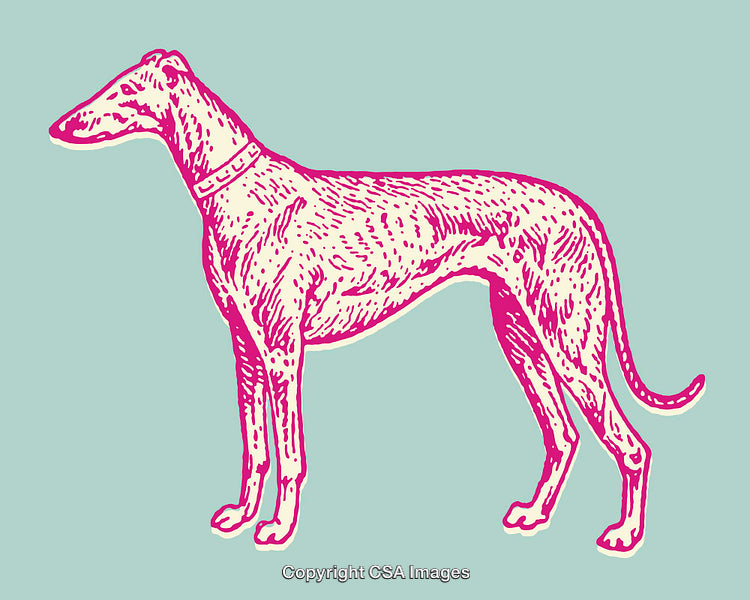 Brightly Colored Line Art Illustration of a Greyhound Dog on a Solid Background