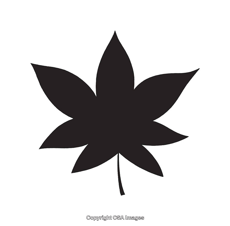 Black Silhouette of a Maple Leaf on White Background