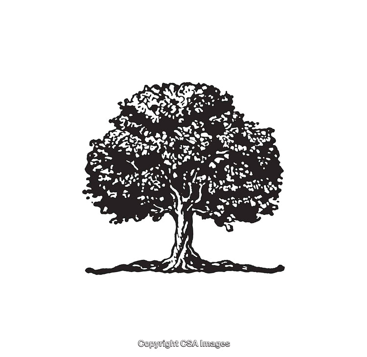 Black and White Line Art Illustration of a Detailed Tree