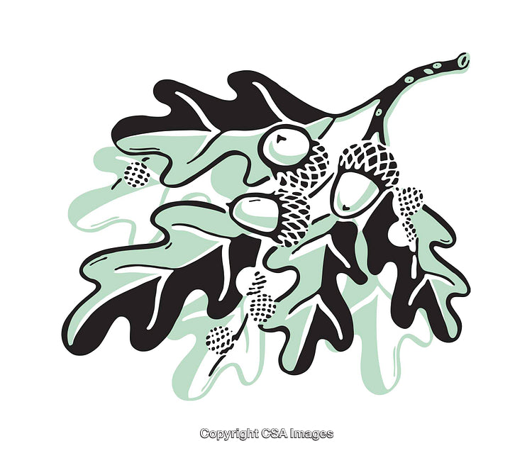 Illustrated Oak Branch With Acorns In Modern Artistic Style
