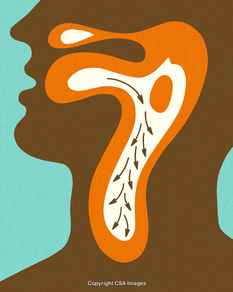 Illustration of a Human Throat Highlighting Anatomical Structures and Pathways