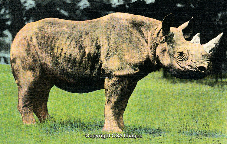 Majestic Rhinoceros Standing on a Grassy Field in Natural Habitat