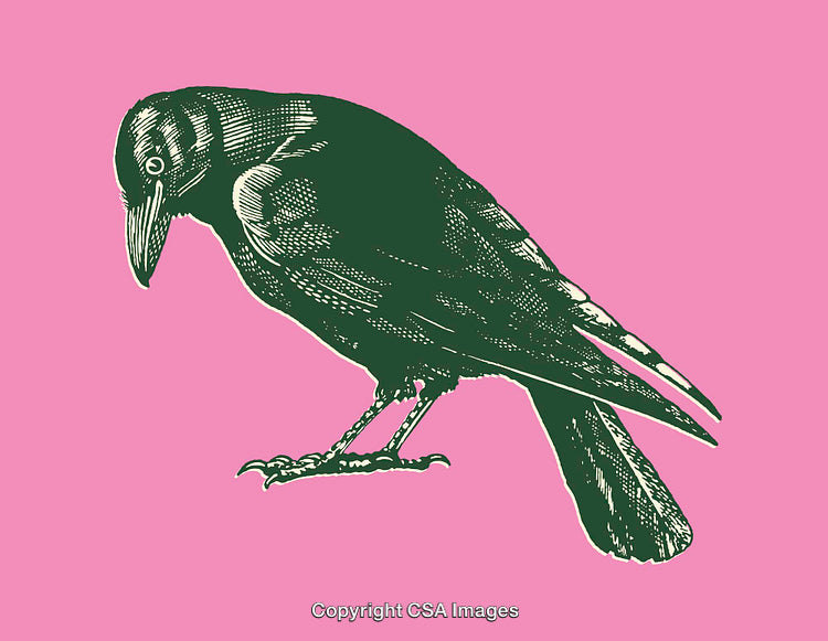 Elegant Crow Illustration Against a Pink Background in Vintage Art Style