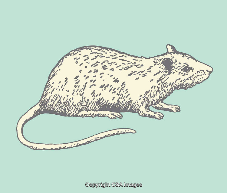 Detailed Line Art Illustration of a Rat in Minimalist Style