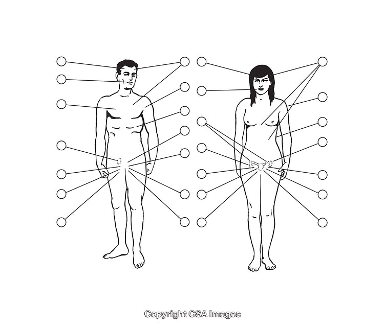 Detailed Black-and-White Diagram of Male and Female Anatomy Illustrations
