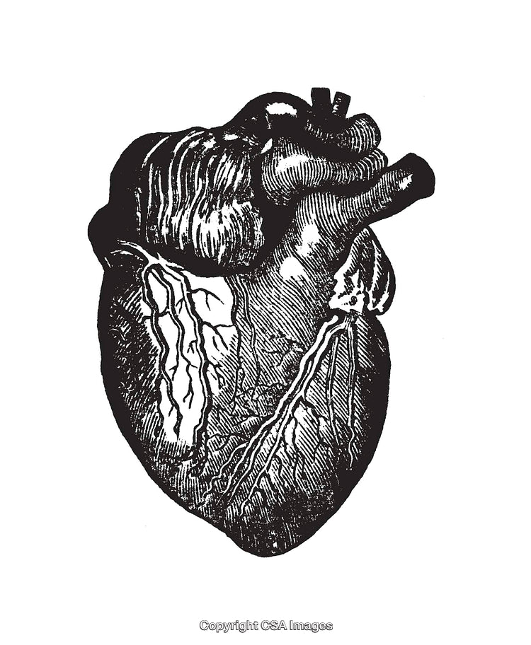 Detailed Black And White Line Art Illustration of a Human Heart