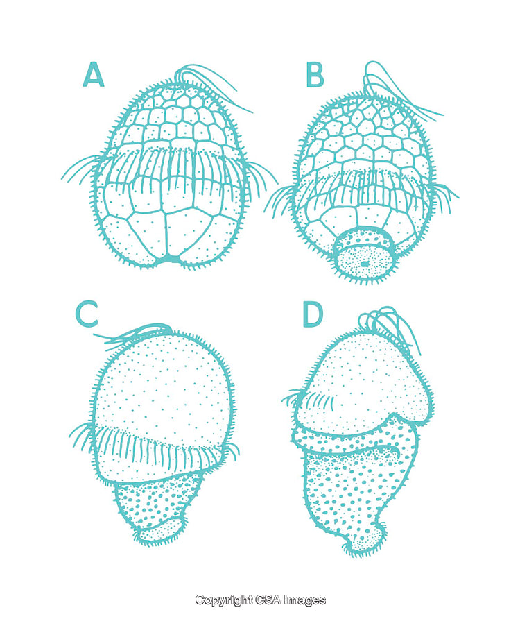 Diagram Illustrating Biological Specimens with Detailed Structures and Features