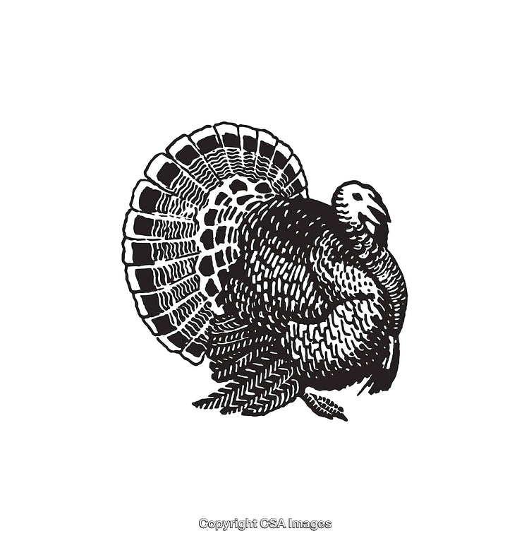 Black and White Line Art of a Striking Wild Turkey Illustration