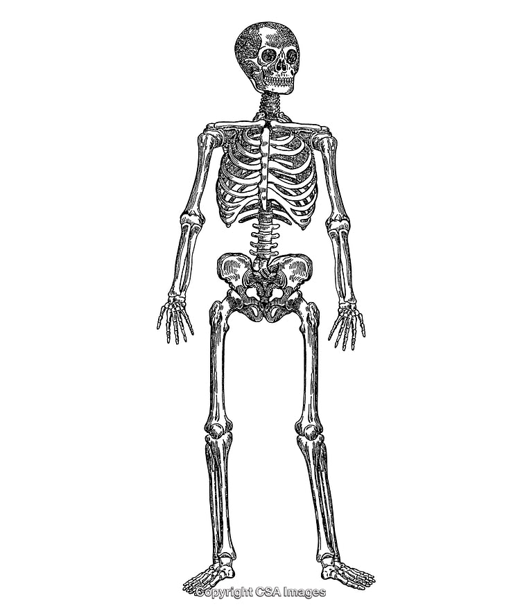 Detailed Vintage Style Engraving of a Human Skeletal Anatomy