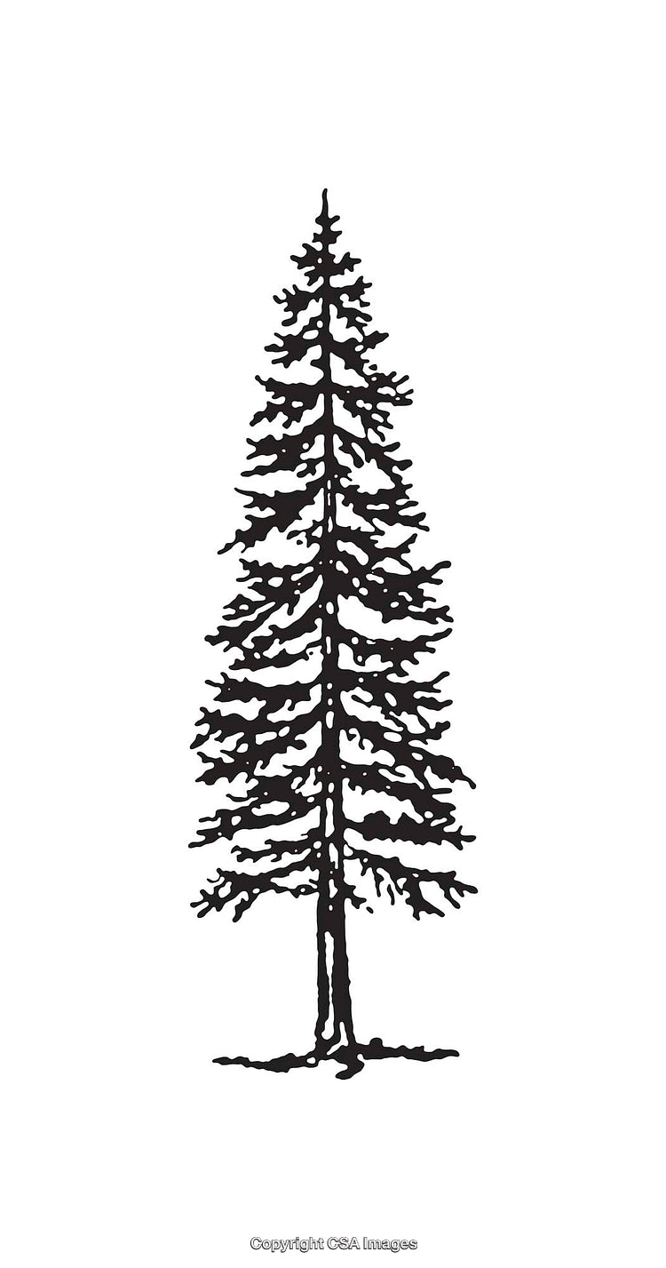 Black and White Pine Tree Line Art Illustration