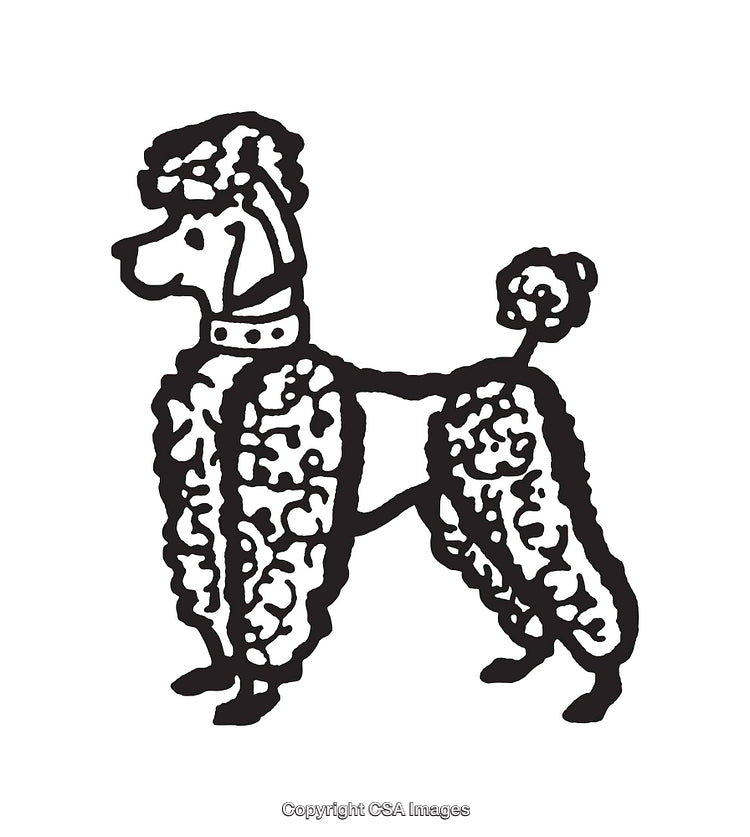 Elegant Black and White Line Art Illustration of a Poodle