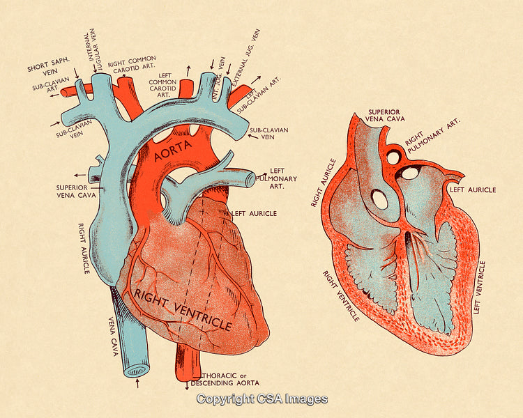 Detailed Anatomical Illustration of the Human Heart and Circulatory System