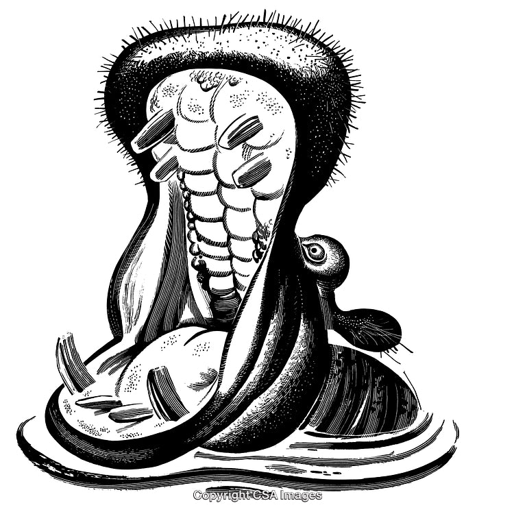 Detailed Black and White Engraving of a Hippo with Open Mouth