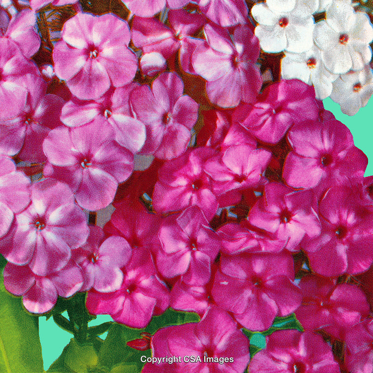 Vivid Close-Up of Pink and White Phlox Flowers in Bloom