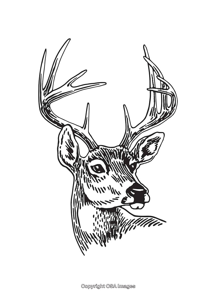 Detailed Black and White Illustration of a Deer with Antlers