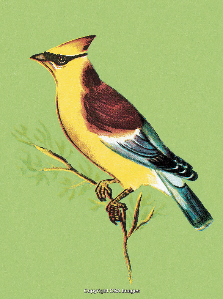 Colorful Illustration of a Bird Perched on a Branch Against Green Background