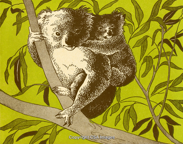 Illustrated Mother Koala and Baby Perched on Eucalyptus Tree Branch