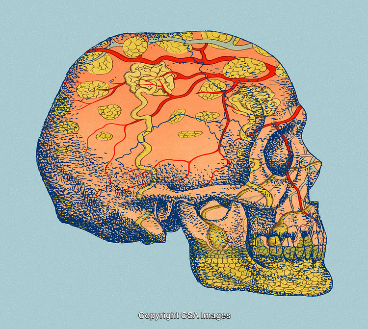 Illustrated Human Skull with Brain and Nervous Tissue Details
