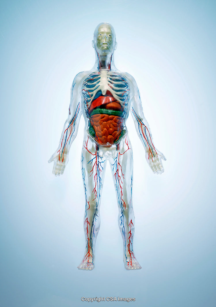 Transparent Human Anatomy Model Displaying Internal Organs and Circulatory System