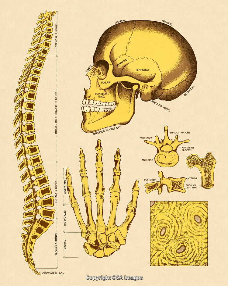 Illustrated Diagram of the Human Skeleton and Anatomical Structure