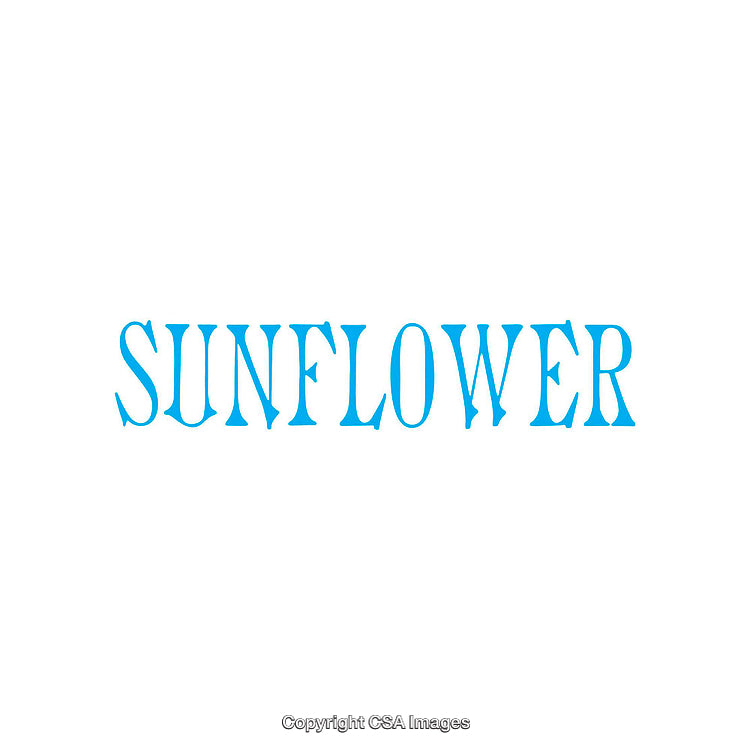 Blue Sunflower Typographic Artwork on a White Background
