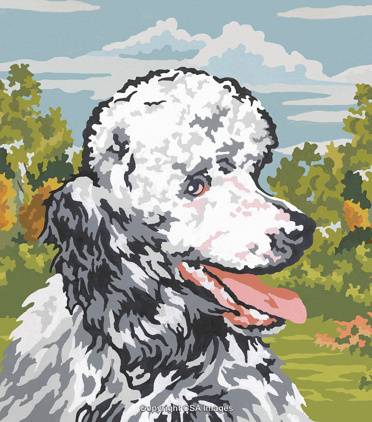 Colorful Paint by Numbers Illustration of a Poodle in a Nature Setting