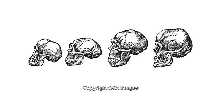 Human Evolution Illustrated Through Black and White Line Art Skull Drawings