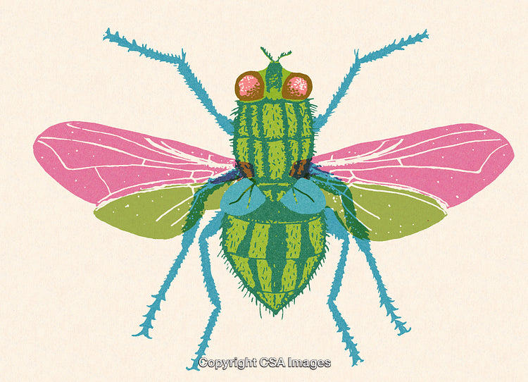 Abstract Illustration of a Colorful Fly With Pink and Green Wings