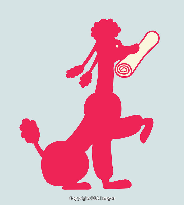 Illustration of a Poodle Holding a Rolled Object in Bold Colors