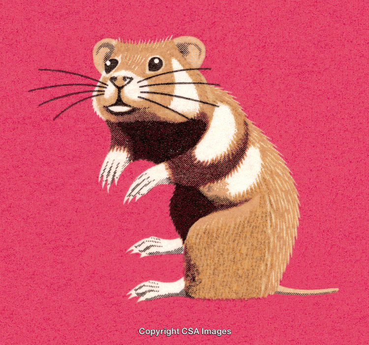 Cute Cartoon Ferret Illustration on Bright Pink Background
