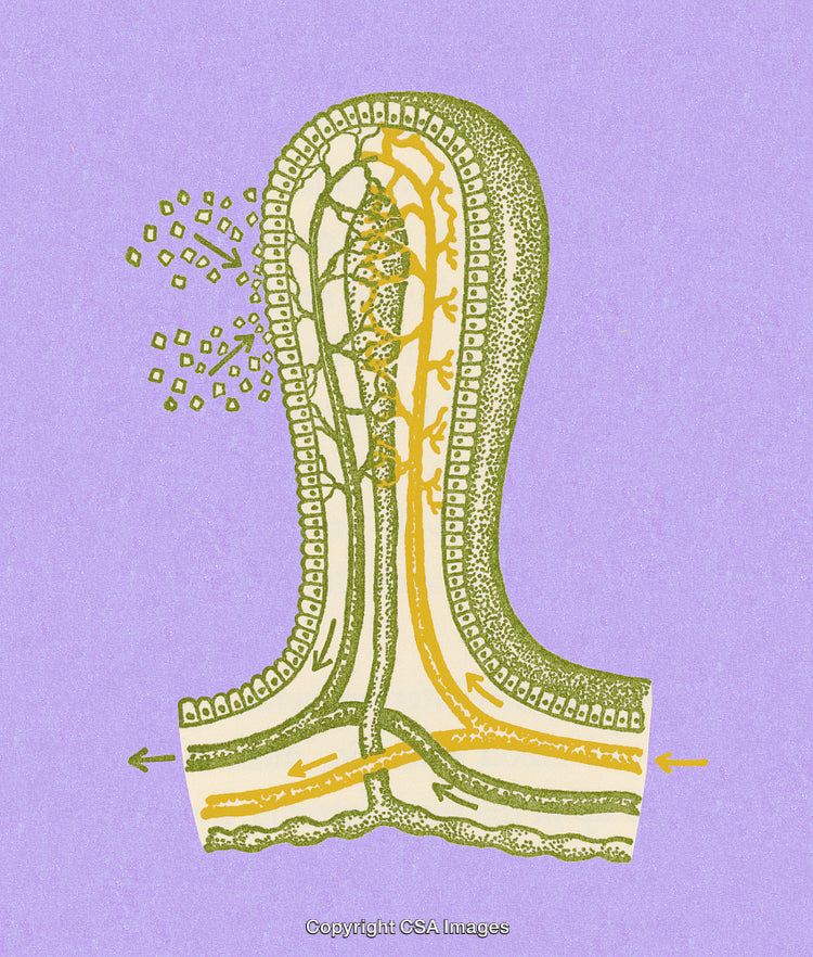 Detailed Cross-Section Illustration of Cellular Structure with Biological Functions and Arrows