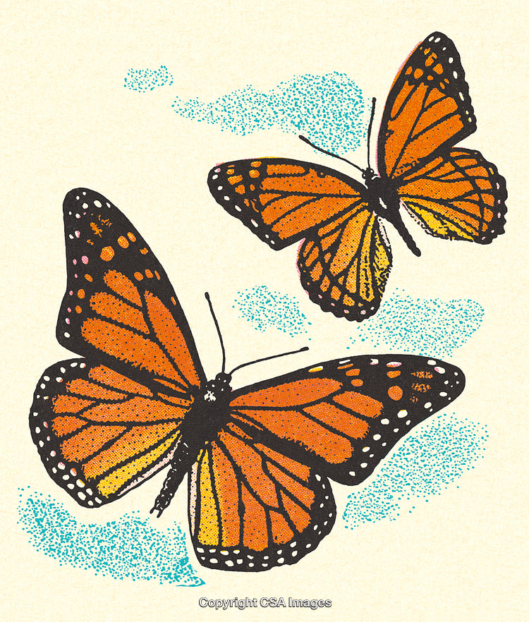 Illustration of Two Monarch Butterflies with Vibrant Colors and Blue Accents