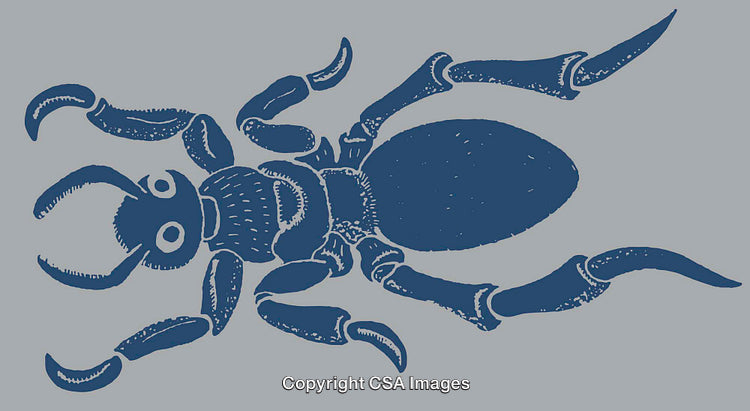 Detailed Line Art Illustration of an Ant in Blue Tones