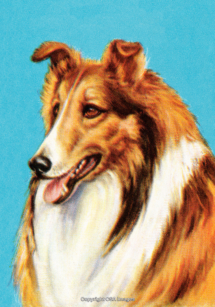 Profile Portrait of a Collie Dog Against a Blue Background