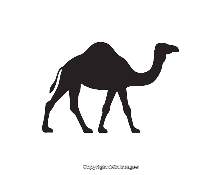 Silhouette Illustration of a Desert Camel in Black and White