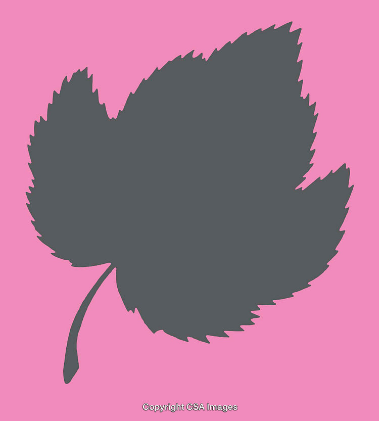 Gray Leaf Silhouette Illustration on Vibrant Pink Background
