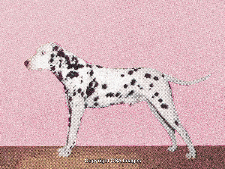 Dalmatian Dog Standing Elegantly in a Pink Studio Setting