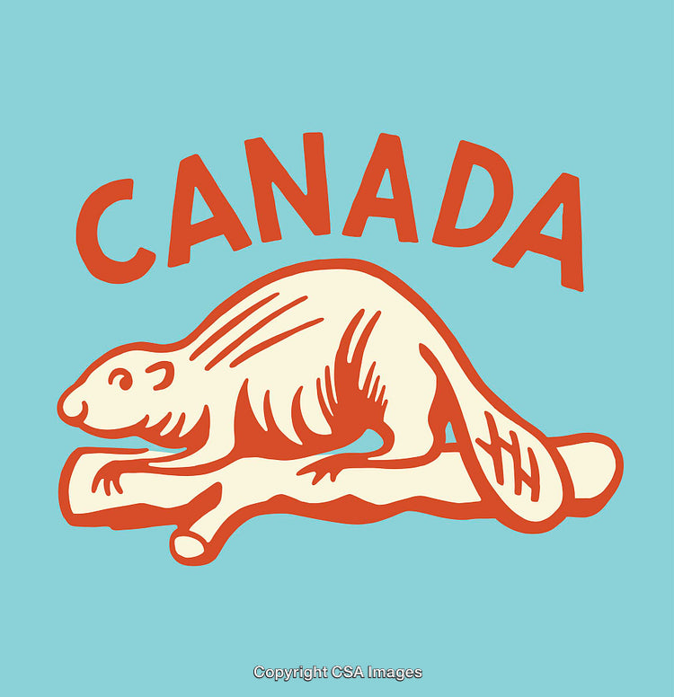 Beaver Illustration Representing Canada in Vintage Line Art Style