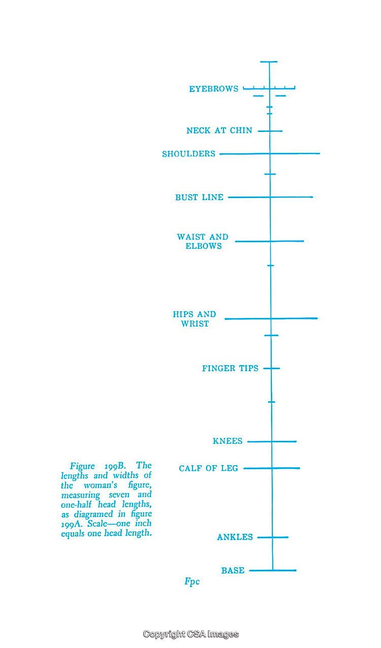 Proportional Diagram of Human Anatomy with Measurements and Labels