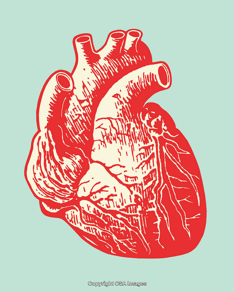Anatomical Heart Line Art Illustration in Red and Blue Tones