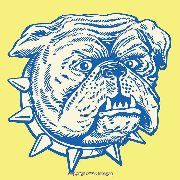 Blue and Yellow Bulldog Illustration With Spiked Collar Artwork