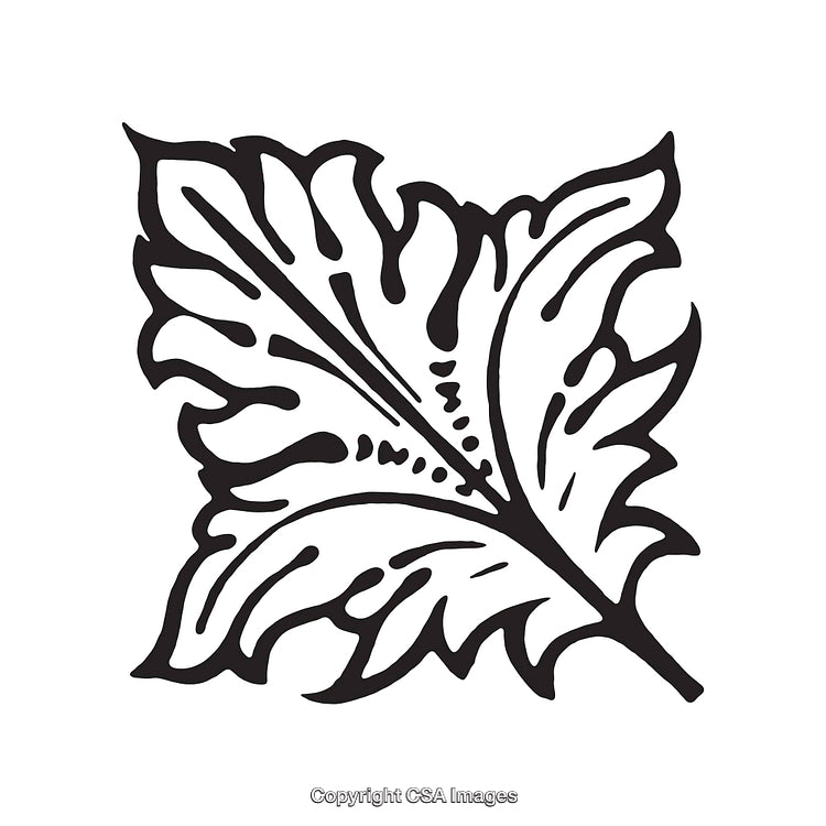 Intricate Black and White Illustration of a Detailed Leaf Design