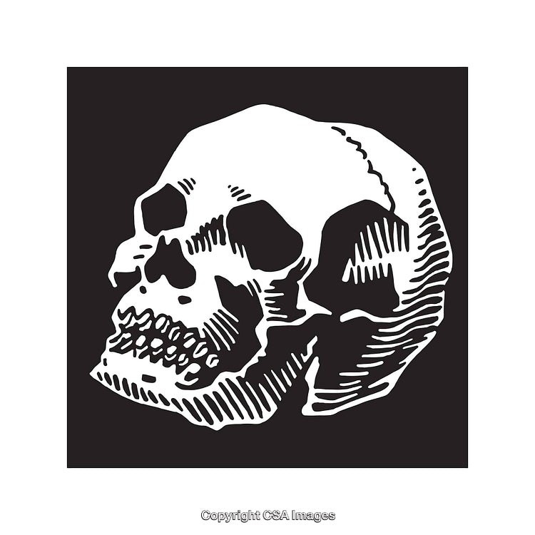 Monochrome Line Art Illustration of a Detailed Human Skull