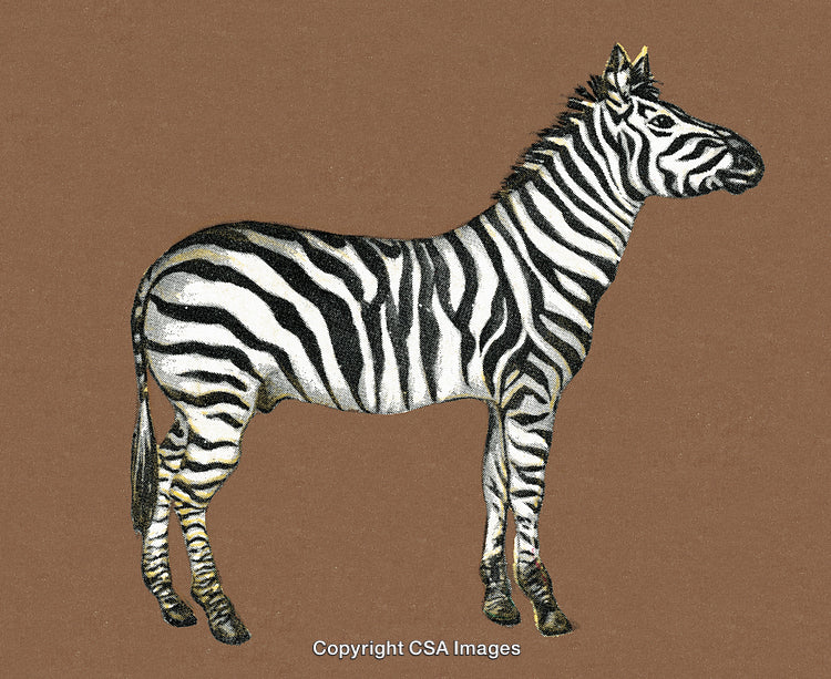 Illustration of a Standing Zebra with Striped Pattern on Plain Background