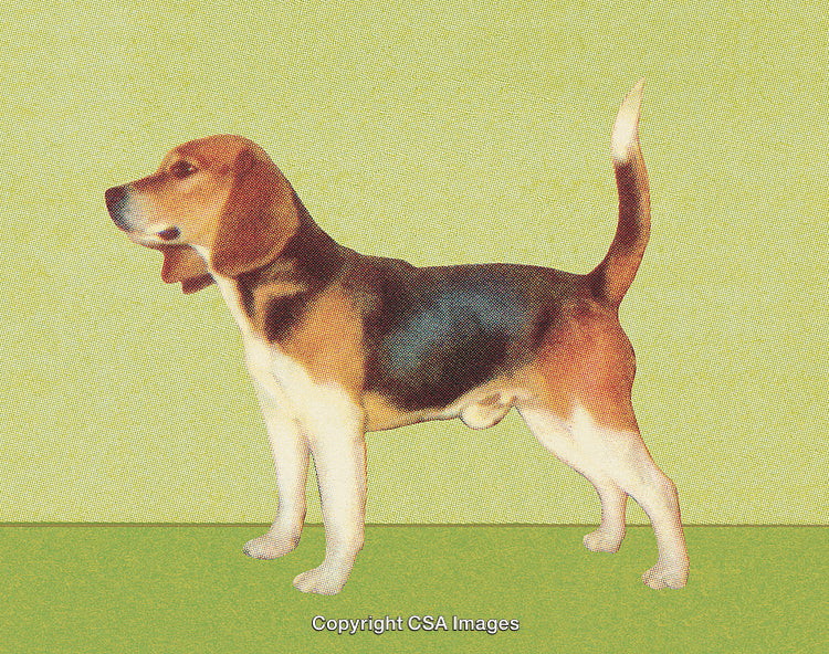 Stylized Illustration of a Beagle Dog in a Dot-Screen Art Style